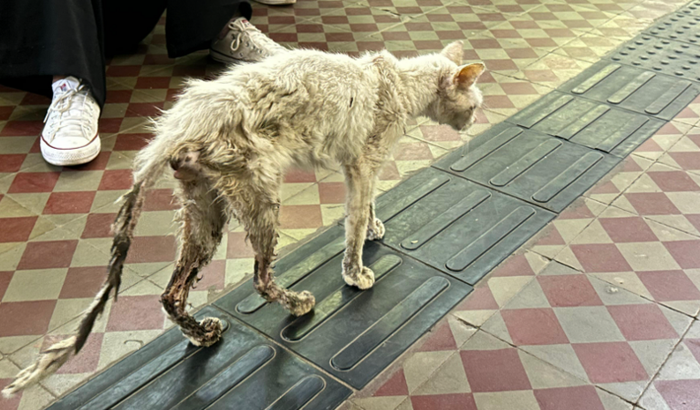 Ajude os gatos do IFMT