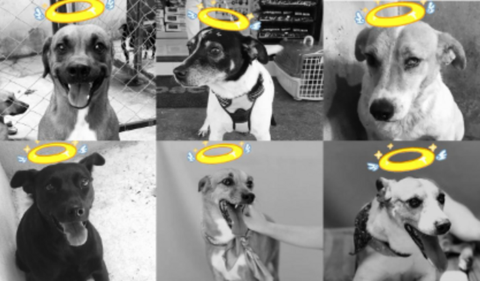 AJUDA PARA ANIMAIS ATACADOS POR ABELHA E DÍVIDA NA CLÍNICA VETERINÁRIA