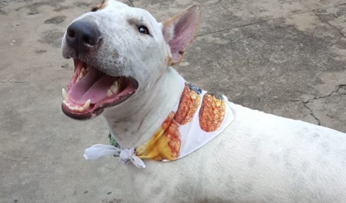 Ajude a Sansa a Vencer a Batalha!