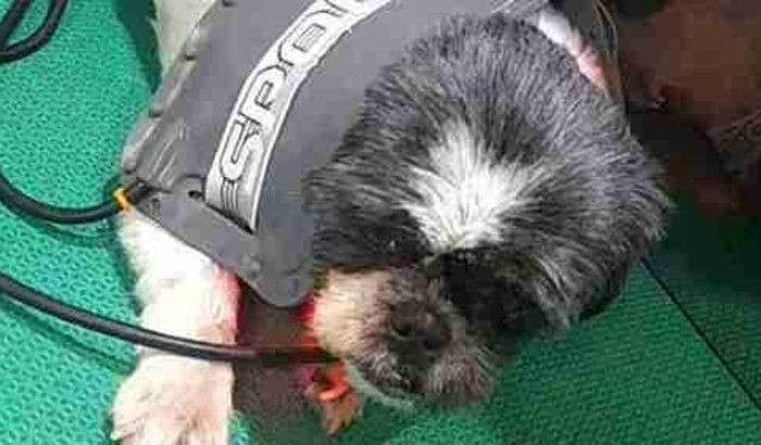 Continuar o tratamento da Laila