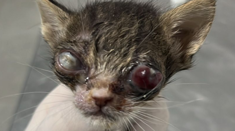 imagem da vaquinha ajuda enucleação e tratamento de gatinhos 