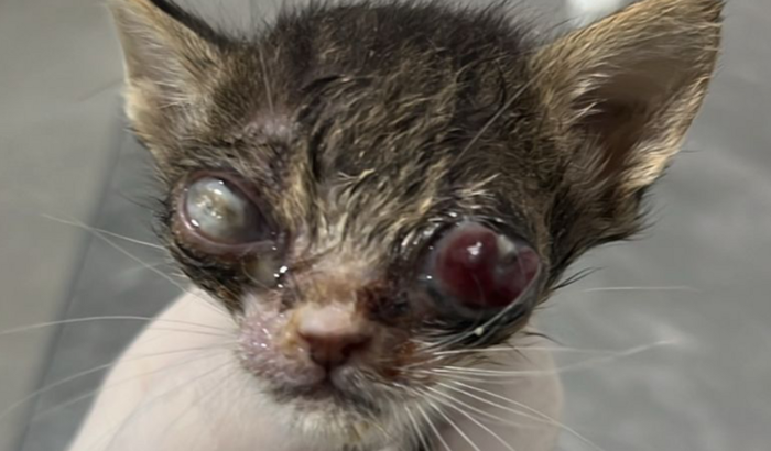 ajuda enucleação e tratamento de gatinhos 
