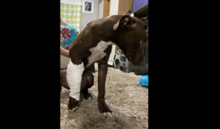 Cirurgia ortopédica do cachorro - Hercules