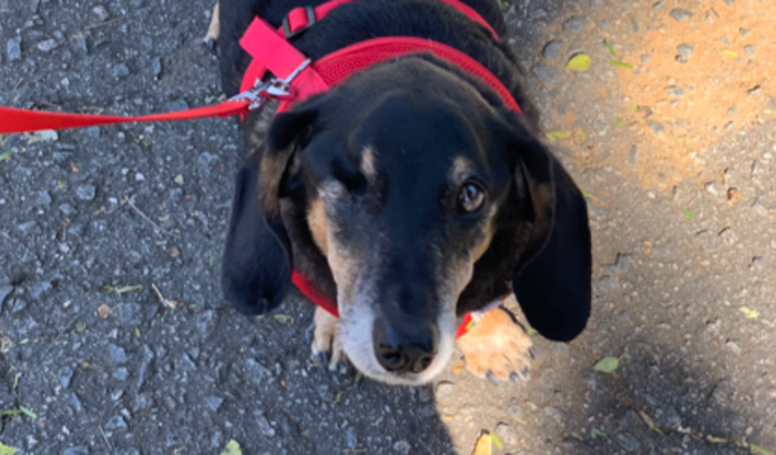 Procedimentos de célula tronco para Chico, cãozinho!