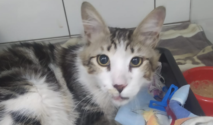 Tratamento do gato resgatado Brutus