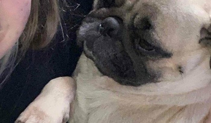 Tratamento do Câncer do shake 