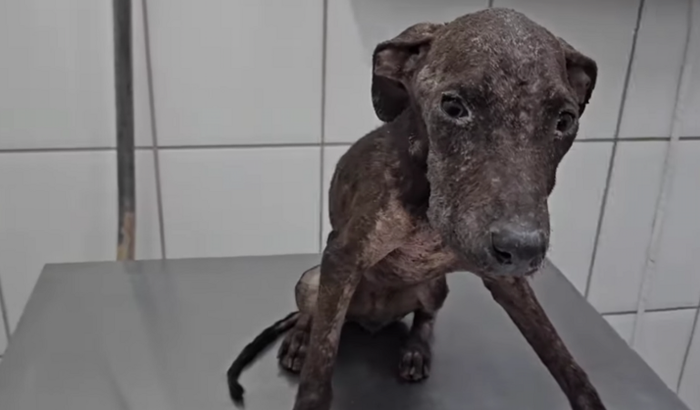 Pedido de Ajuda para Mika