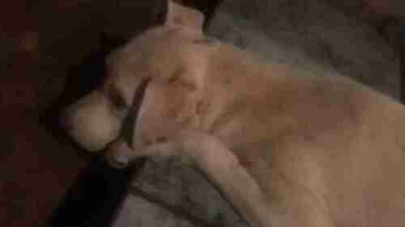 Cachorra com cinomose 