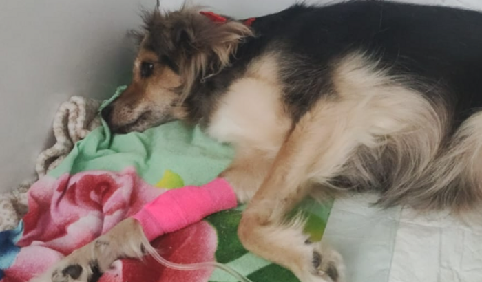 Cirurgia e tratamento da Honey