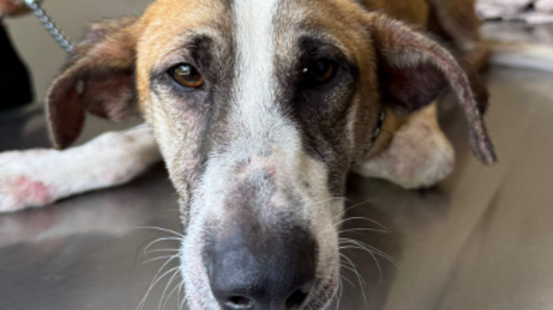 imagem da vaquinha Recuperação do Constantino