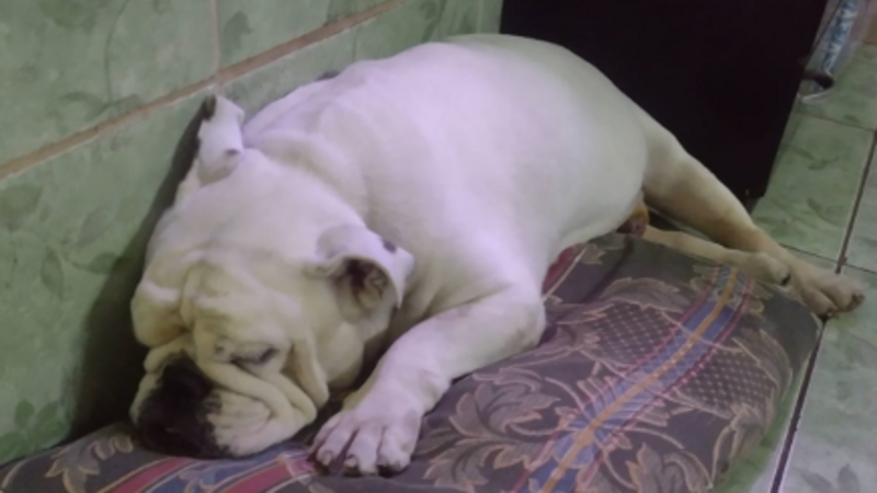 imagem da vaquinha Ajuda para salvar o Bernardo