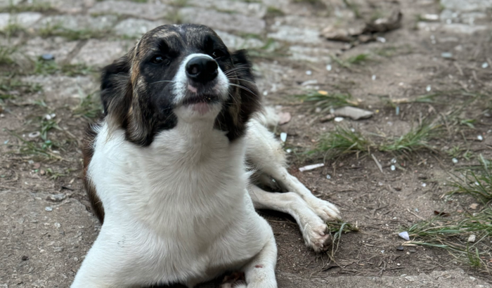 Compra do sítio para o abrigo de animais 