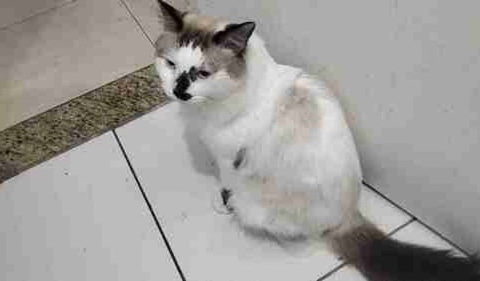 Ajudem o Mingau 😭😭