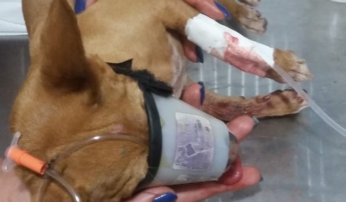 Reconstrução da mandíbula do Jhow