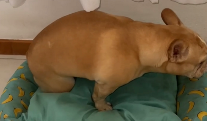 Cirurgia de Wandinha