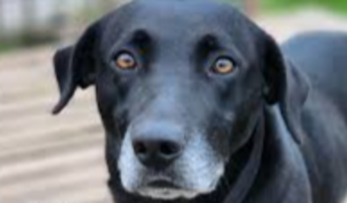 Cães da Enchente SOS Nazário