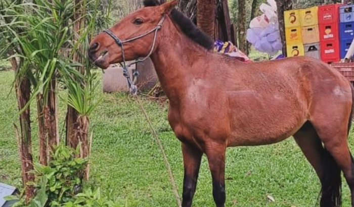 Ajuda para o Santuário 