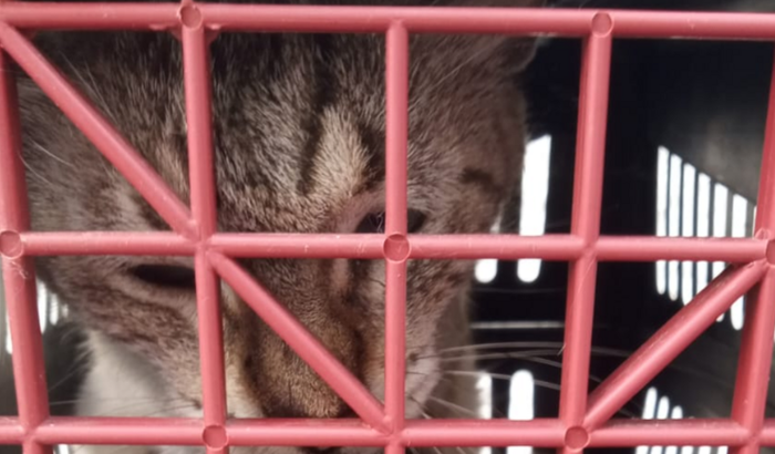 Castração de uma gata