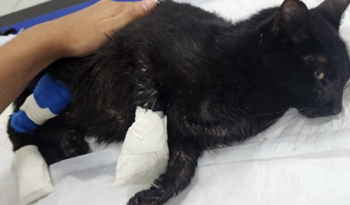 Resgate de Gata Atropelada