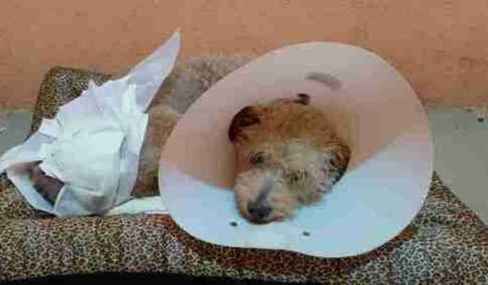 Tratamento da Barbie 