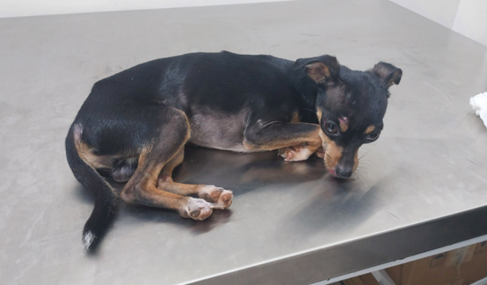 Ajude o cachorrinho que foi atropelado