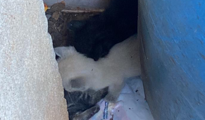 Gatinhos abandonados