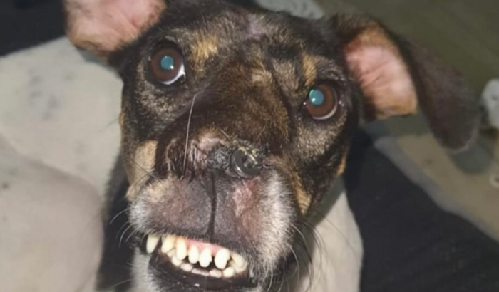 Pagar dívidas para Manter o Projeto 