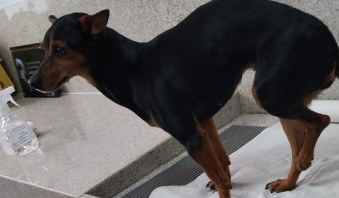 Vaquinha para cirurgia da Belinha