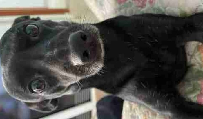 AJUDE COM A CIRURGIA DO MALIK