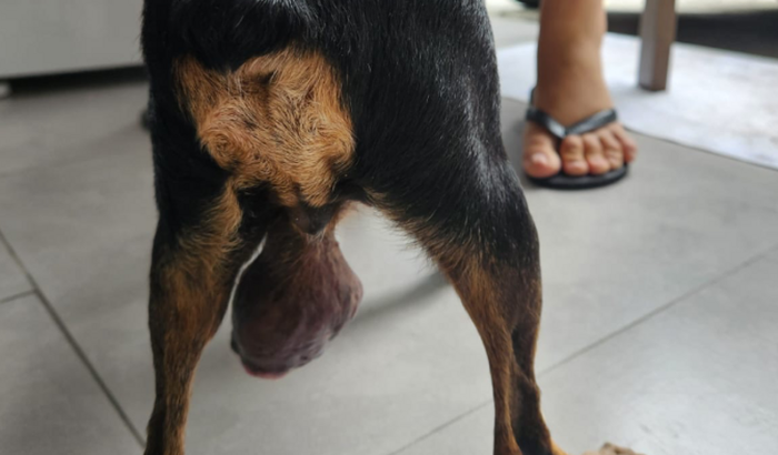 Ajude a Vicky a vencer o câncer!