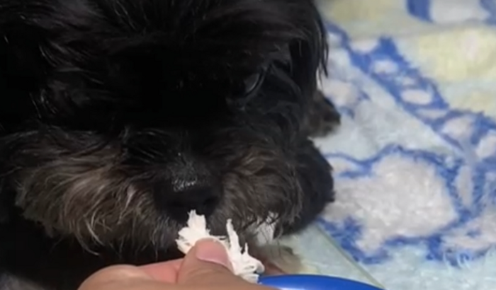 Custos veterinário Thor