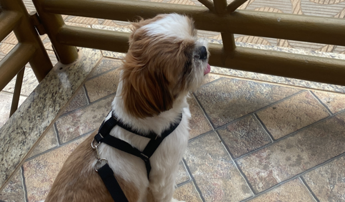 Ajude o BOB a Se Recuperar! 🐾❤️