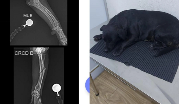 Me ajude a voltar a andar sem dor.( cadela atropelada)