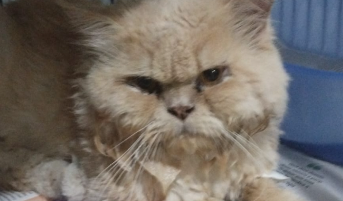 Salve o Bolota! Me ajude a voltar pra casa 🙏🏻