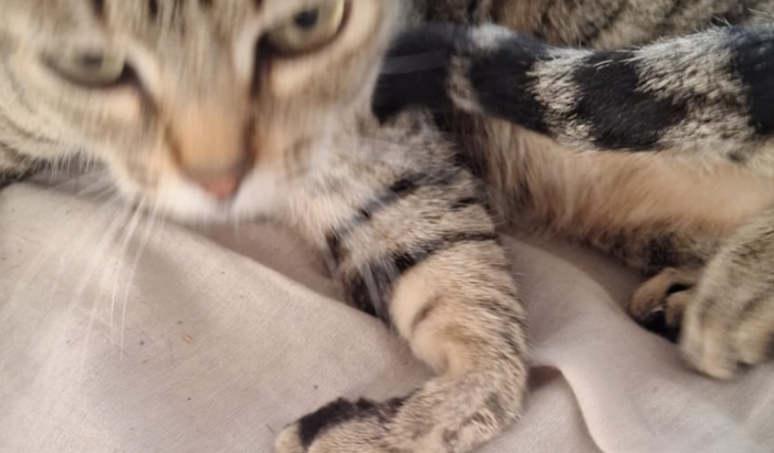 Ajuda com a Amorinha 