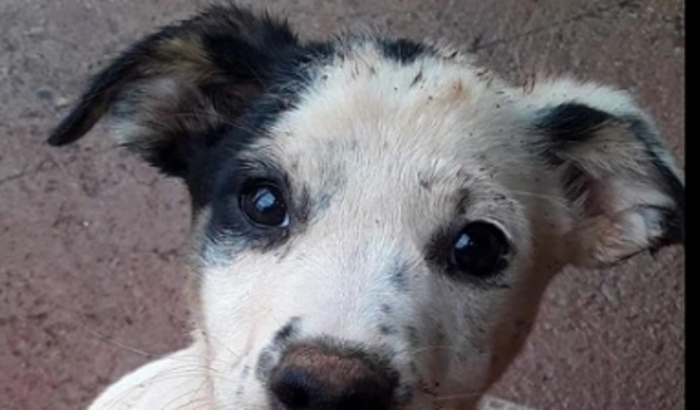 VAMOS AJUDAR NA MUDANÇA DO ABRIGO GATINHO SUJI (@gatinho_suji)??