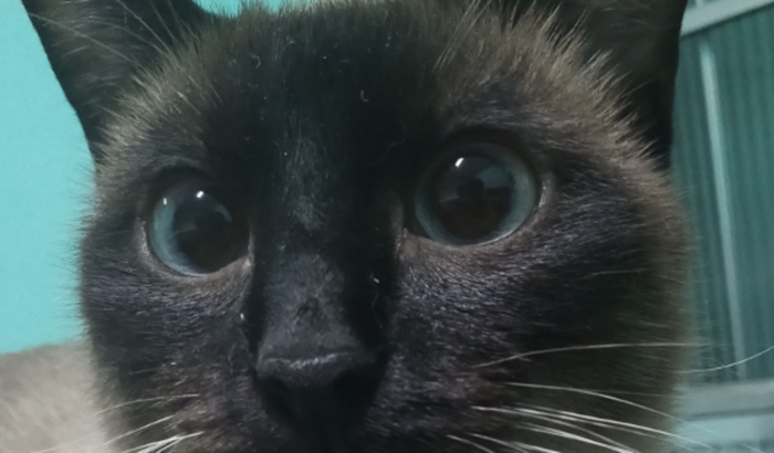 Amora  precisa urgente da cirurgia, não temos o dinheiro pra pagar, quem puder ajudar por favor 