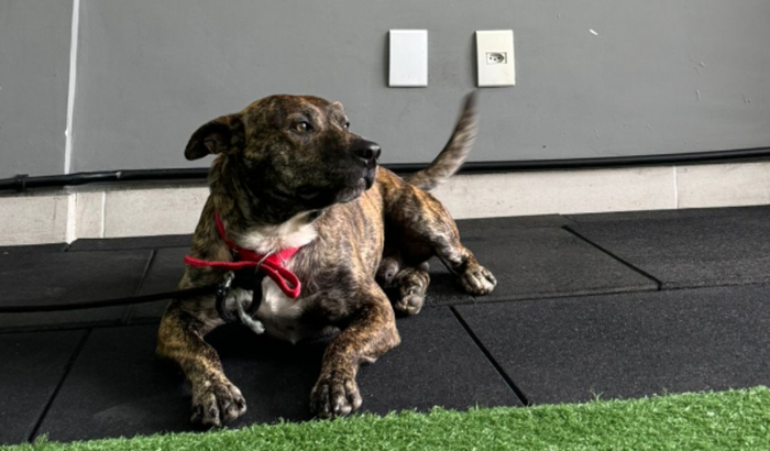 Ajude na castração do Halter