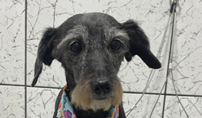 Ajude a Meg a voltar a ser feliz