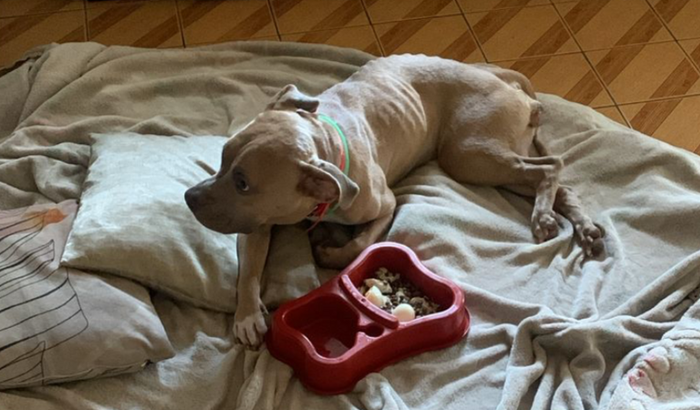 Ajude a Salvar a Atena!