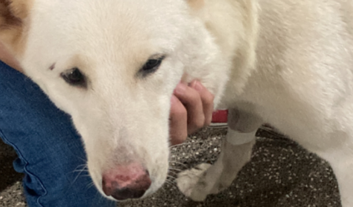 Cirurgia de Emergência do Niko!