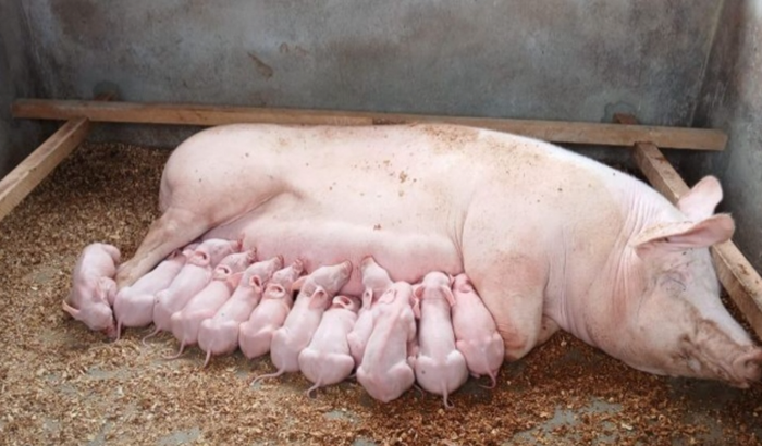 Ajuda pra meu amigo alex a cuidar dos filhos dele