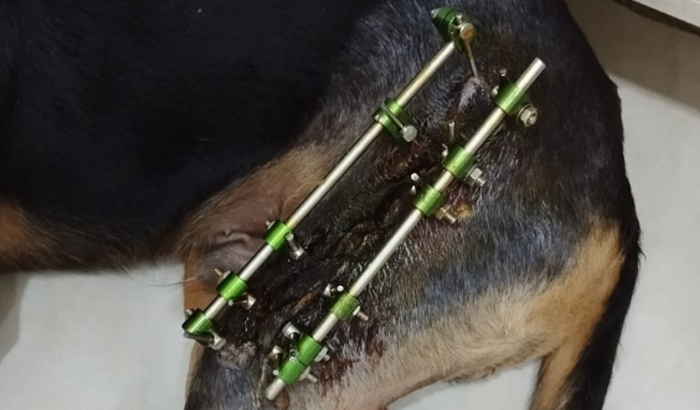 O cãozinho Beethoven