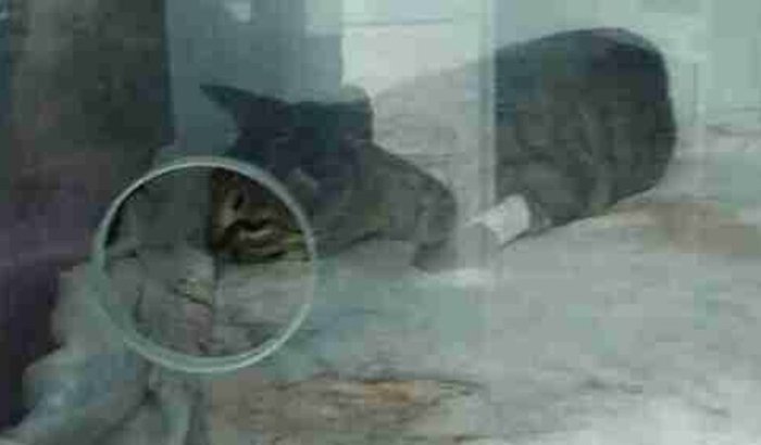 Ajudar no tratamento de Maria do Bairro