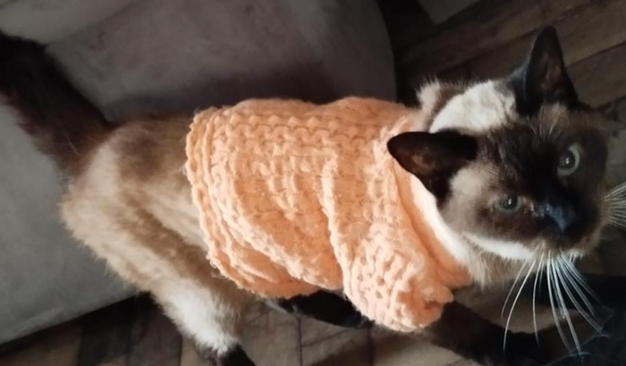 Ajude a Soninha a sobreviver 