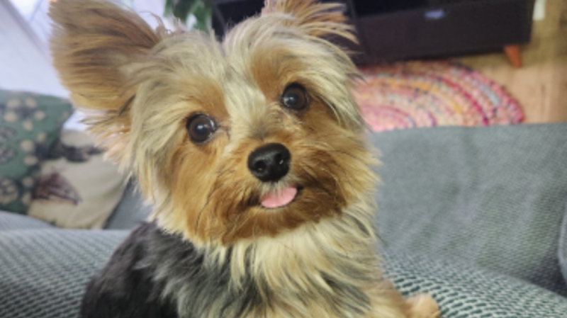 Ajuda para o Ziggy fazer a cirurgia de shunt