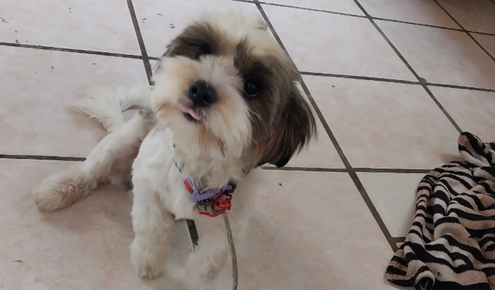 Ajudem esse cachorro