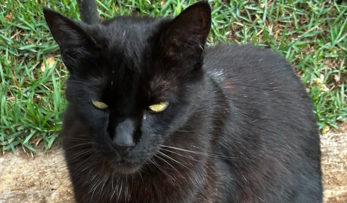 Ajude na recuperação da Pretinha