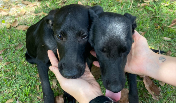 Vacinas e Testes para Uma Nova Chance