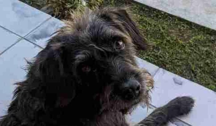 Cirurgia da Pretinha